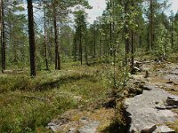 S, Jamtland, Harjedalen 19, Saxifraga-Willem van Kruijsbergen