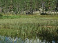 S, Jamtland, Harjedalen 24, Saxifraga-Willem van Kruijsbergen