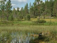 S, Jamtland, Harjedalen 25, Saxifraga-Willem van Kruijsbergen
