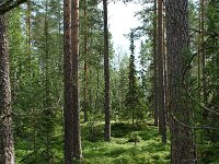 S, Jamtland, Harjedalen 3, Saxifraga-Willem van Kruijsbergen