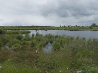 B, Liege, Eupen, Im Platten Venn 14, Saxifraga-Willem van Kruijsbergen