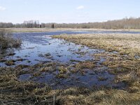 EST, Jogevamaa, Poltsamaa, Alam-Pedja looduskaitseala 1, Saxifraga-Tom Heijnen