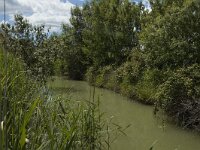 F, Bouches-du-Rhone, Arles, Marais de Vigueirat 20, Saxifraga-Marijke Verhagen