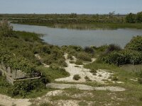 F, Bouches-du-Rhone, Arles, Marais de Vigueirat 45, Saxifraga-Marijke Verhagen