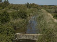 F, Bouches-du-Rhone, Arles, Marais de Vigueirat 8, Saxifraga-Marijke Verhagen