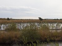 D, Niedersachsen, Diepholz 12, Saxifraga-Jan Nijendijk