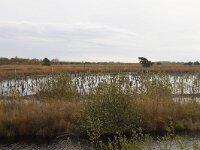 D, Niedersachsen, Diepholz 13, Saxifraga-Jan Nijendijk