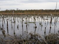 D, Niedersachsen, Diepholz 14, Saxifraga-Jan Nijendijk