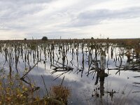 D, Niedersachsen, Diepholz 17, Saxifraga-Jan Nijendijk