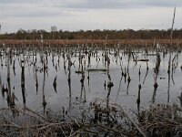 D, Niedersachsen, Rehden, Rehdener Geestmoor 2, Saxifraga-Jan Nijendijk