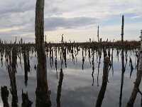 D, Niedersachsen, Rehden, Rehdener Geestmoor 4, Saxifraga-Jan Nijendijk