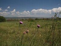 GR, Kentrikí Makedhonía, Volvi, Limni Koroneia 5, Saxifraga-Dirk Hilbers