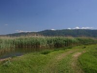 GR, Kentrikí Makedhonía, Volvi, Limni Volvi 1, Saxifraga-Dirk Hilbers