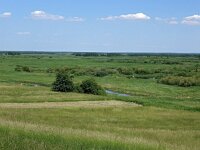 PL, Podlaskie, Loje Awissa, Biebzra 2, Saxifraga-Hans Dekker