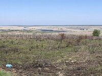 RO, Tulcea, Somova, Dunarea floodplain 1, Saxifraga-Tom Heijnen