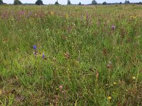 NL, Drenthe, Aa en Hunze, Eexterveld 109, Saxifraga-Hans Boll