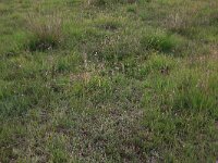 NL, Drenthe, Aa en Hunze, Eexterveld 87, Saxifraga-Hans Boll