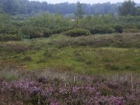 NL, Drenthe, Aa en Hunze, Gasterense duinen 1, Saxifraga-Hans Boll