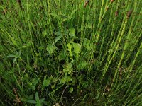 NL, Drenthe, Assen, Deurzerdiep 58, Saxifraga-Hans Boll