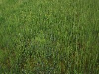 NL, Drenthe, Assen, Deurzerdiep 60, Saxifraga-Hans Boll