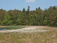 NL, Drenthe, Coevorden, Boswachterij Gees 2, Saxifraga-Hans Dekker