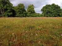 NL, Drenthe, Coevorden, Klinkenvlierplas 2, Saxifraga-Hans Dekker