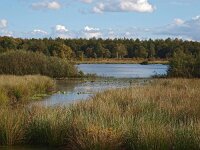 NL, Drenthe, Midden-Drenthe, Mekelermeer 3, Saxifraga-Hans Dekker