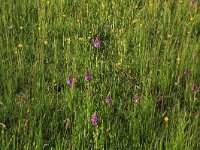 NL, Drenthe, Tynaarlo, Oudemolensche Diep 43, Saxifraga-Hans Boll