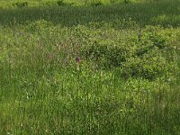 NL, Drenthe, Tynaarlo, Oudemolensche Diep 86, Saxifraga-Hans Boll