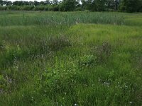 NL, Drenthe, Tynaarlo, Oudemolensche Diep 99, Saxifraga-Hans Boll