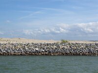 NL, Flevoland, Lelystad, Marker Wadden 3, Saxifraga-Foto Fitis-Sytske Dijksen