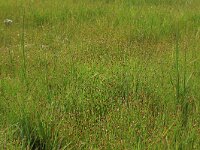 NL, Gelderland, Berg en Dal, De Bruuk 123, Saxifraga-Hans Boll