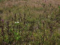 NL, Gelderland, Berg en Dal, De Bruuk 158, Saxifraga-Hans Boll