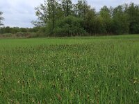 NL, Gelderland, Berg en Dal, De Bruuk 28, Saxifraga-Hans Boll