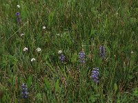 NL, Gelderland, Berg en Dal, De Bruuk 34, Saxifraga-Hans Boll