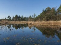 NL, Gelderland, Nunspeet, Mosterdveen Vierhouten 6, Saxifraga-Jan Nijendijk