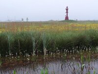 NL, Overijssel, Steenwijk, Eeserwold, Saxifraga-Mark Zekhuis