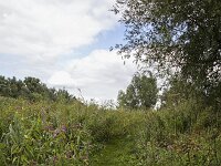 Flowering Himalayan Balsam (Impatiens gladulifera) along foot pa  Flowering Himalayan Balsam (Impatiens gladulifera) along foot path, Biesbosch National Park; Netherlands : Biesbosch, Dutch, Europe, European, flora, floral, Himalayan Balsam, Holland, Impatiens glandulifera, National Park, natural, nature, Netherlands, NP, Ornamental jewelweed, path, rural landscape, summer, summertime, track, tree, reed