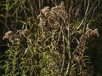 NL, Zuid-Holland, Dordrecht, Tongplaat 15, Saxifraga-Jan van der Straaten
