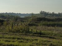 NL, Zuid-Holland, Dordrecht, Tongplaat 5, Saxifraga-Marijke Verhagen