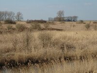 NL, Zuid-Holland, Korendijk, Tiengemeten, Blanken Slikken 1, Saxifraga-Jan van der Straaten