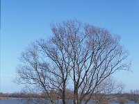 NL, Gelderland, West Betuwe, Varik 5, Saxifraga-Jan van der Straaten