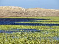 NL, Noord-Holland, Texel, Groote Vlak 20, Saxifraga-Foto Fitis-Sytske Dijksen