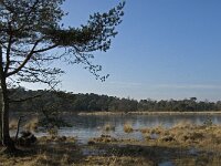 B, Antwerpen, Kalmthout, Kalmthoutse Heide 13, Saxifraga-Marijke Verhagen
