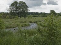 B, Liege, Eupen, Im Platten Venn 9, Saxifraga-Willem van Kruijsbergen
