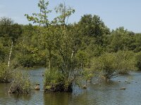 B, Limburg, Bocholt, Lozerheide 28, Saxifraga-Marijke Verhagen