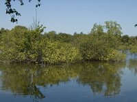 B, Limburg, Bocholt, Lozerheide 38, Saxifraga-Marijke Verhagen