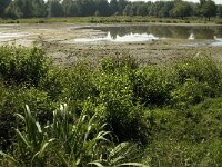 B, Limburg, Maaseik, Toesch 9, Saxifraga-Jan van der Straaten