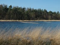 NL, Drenthe, Dwingeloo, Dwingelderveld, Zandveen 2, Saxifraga-Marijke Verhagen