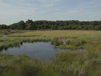 NL, Drenthe, Midden-Drenthe, Mantingerveld, dobbe 1, Saxifraga-Willem van Kruijsbergen